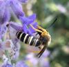 Halictus scabiosae
